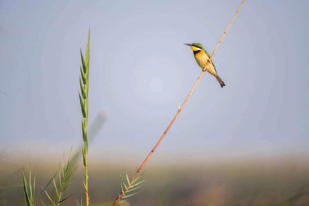 A little bee-eater perched on a reed stem