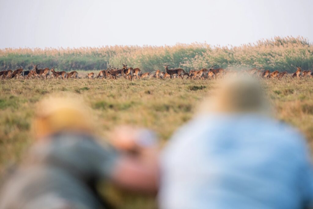 Guests watching a distant antelope herd across the floodplain