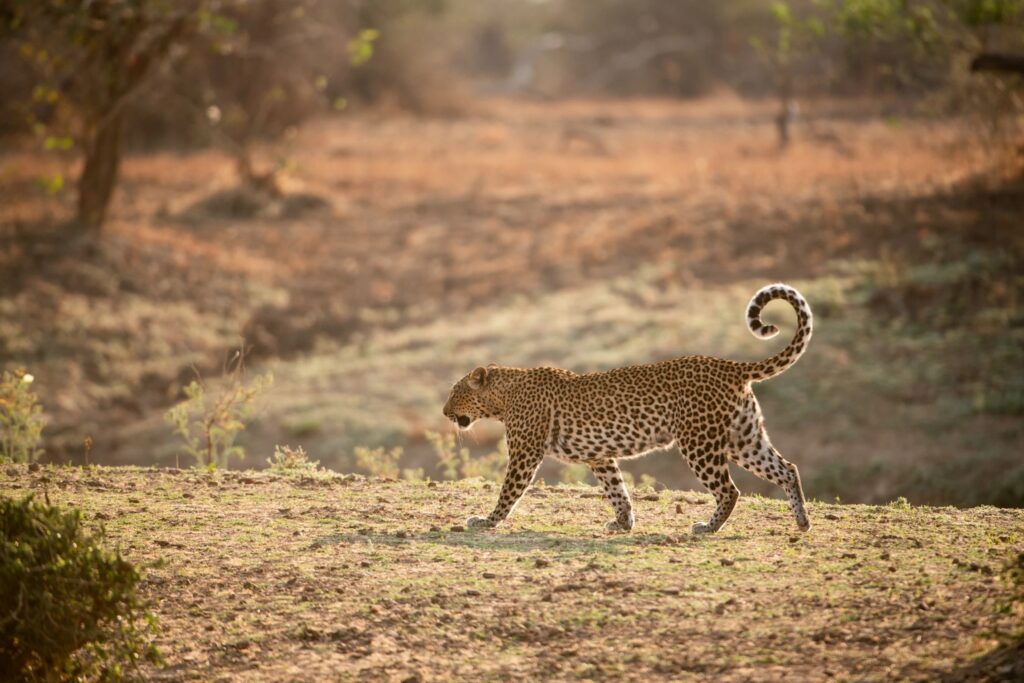A leopard crossing an open slope with its tail curled behind it