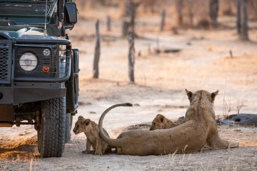 Lions resting in the shade of a parked Land Rover