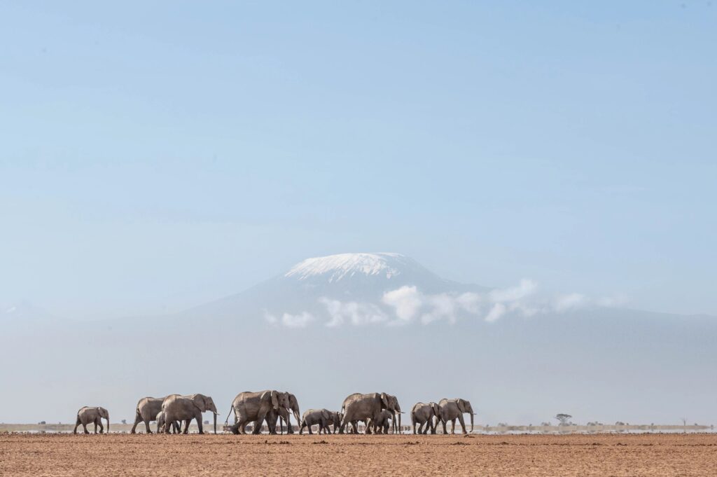 Elephants crossing the dry lakebed at Amboseli beneath the snows of Kilimanjaro