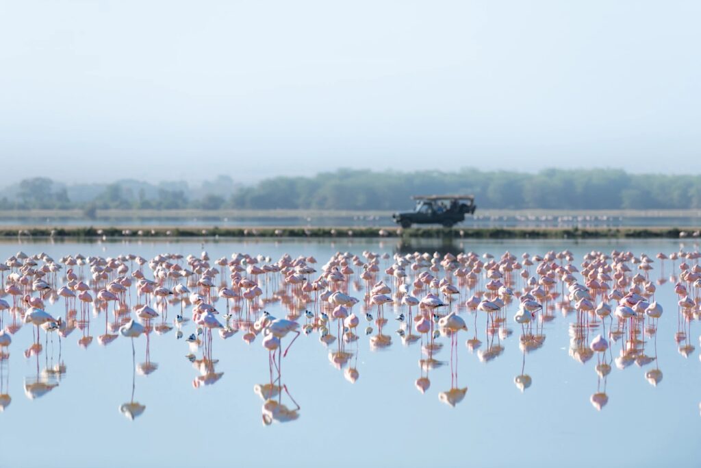 Flamingos massed on an Amboseli swamp with a game vehicle on the shoreline