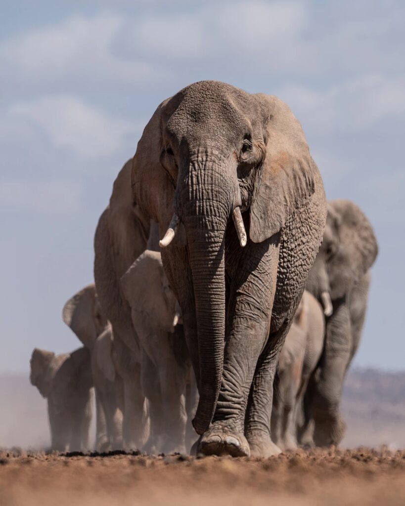 A big tusker leading his herd across the Amboseli plains