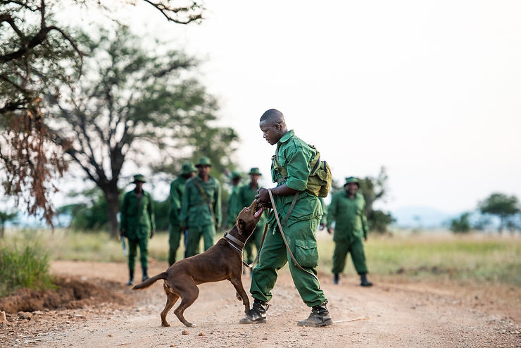 Conservation team working with dogs