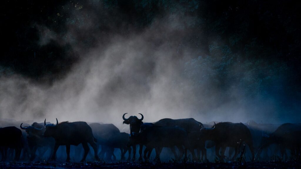 Secret Safari Experience, Tailormade Safaris, Escape Safari Co.