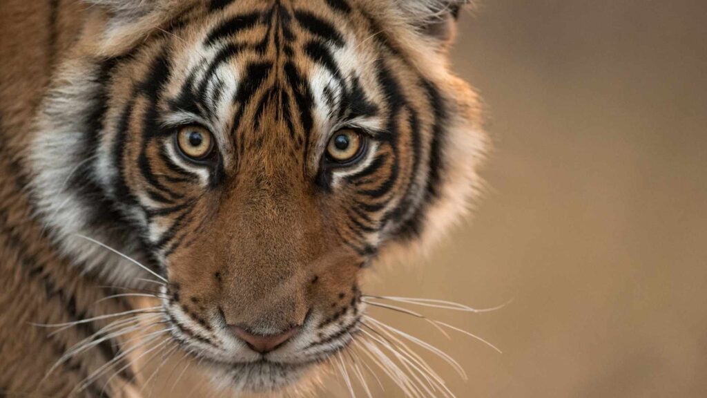Tiger, India, Safari Expeditions, Escape Safari Co