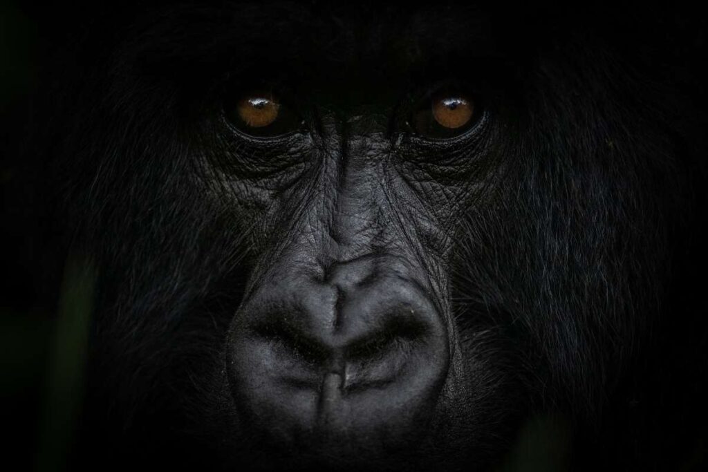 Rwanda, Gorilla, Escape Safari Co