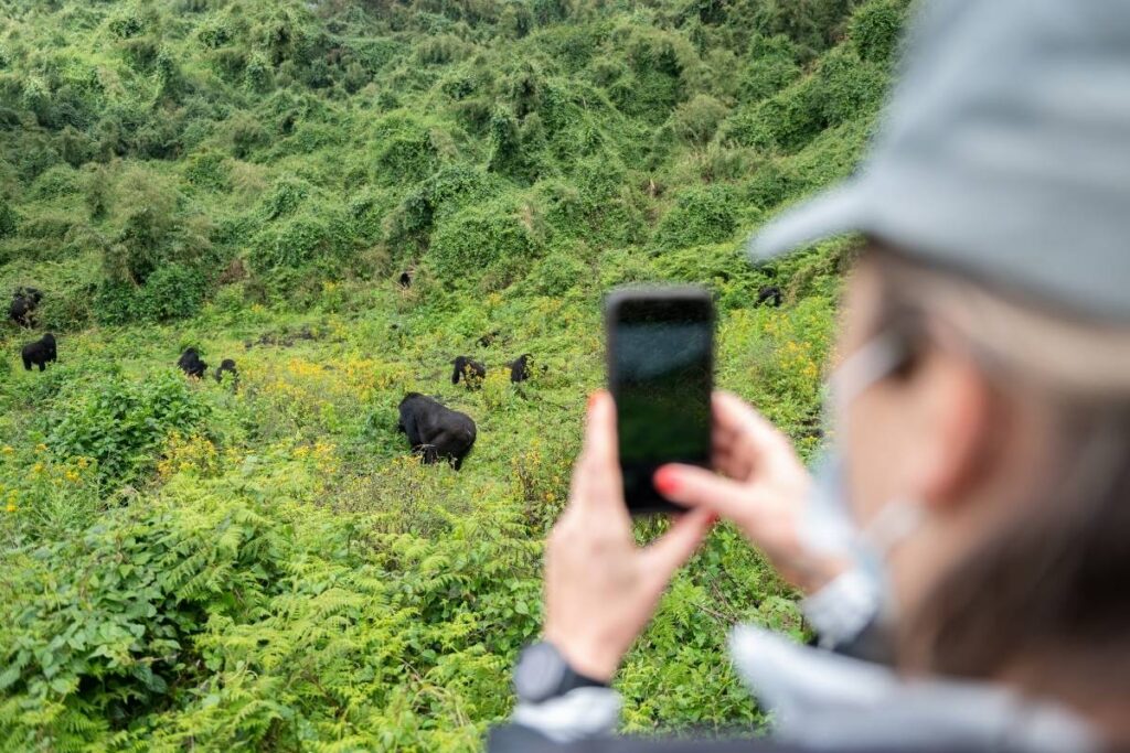 A visitor photographs a family of mountain gorillas grazing in a forest clearing during a guided trek in Volcanoes National Park