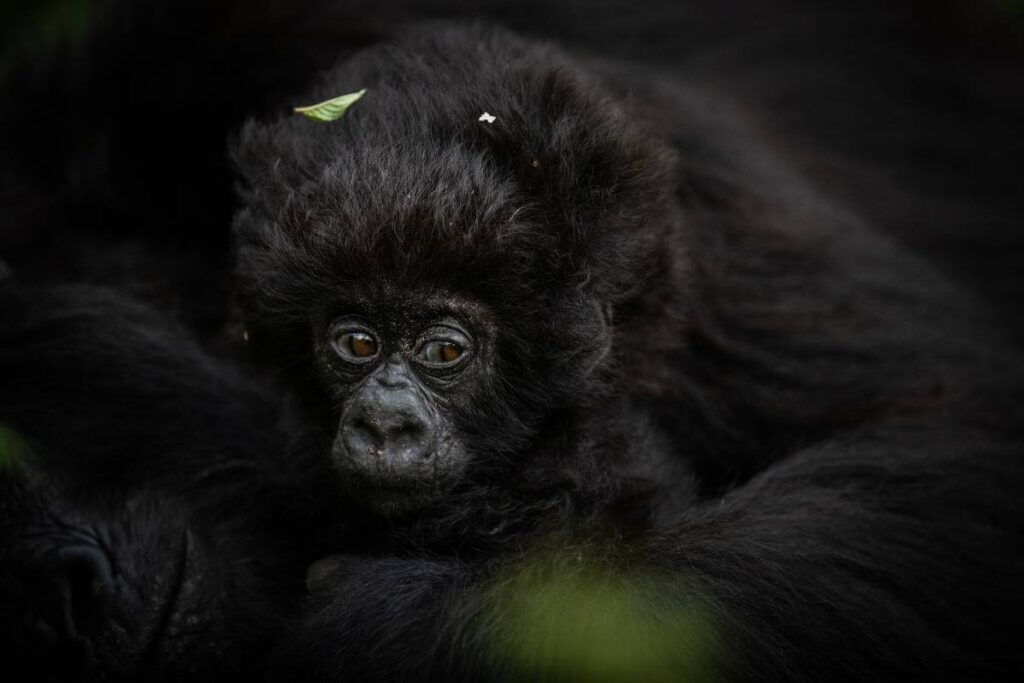 Close-up of a baby mountain gorilla in Volcanoes National Park, Rwanda, with a leaf caught in the fur on its head