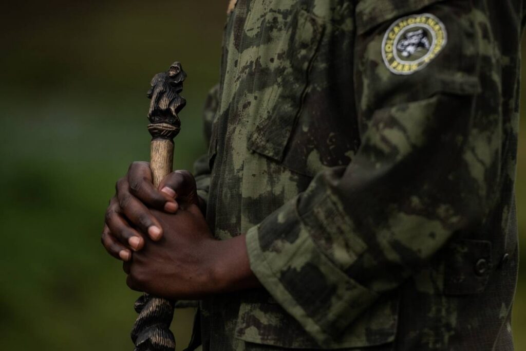 Close-up of a Volcanoes National Park ranger's hand holding a carved wooden walking stick