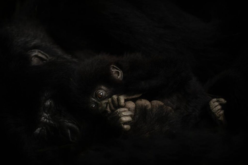 A baby mountain gorilla nestled against its mother in the low light of the forest understory, Volcanoes National Park